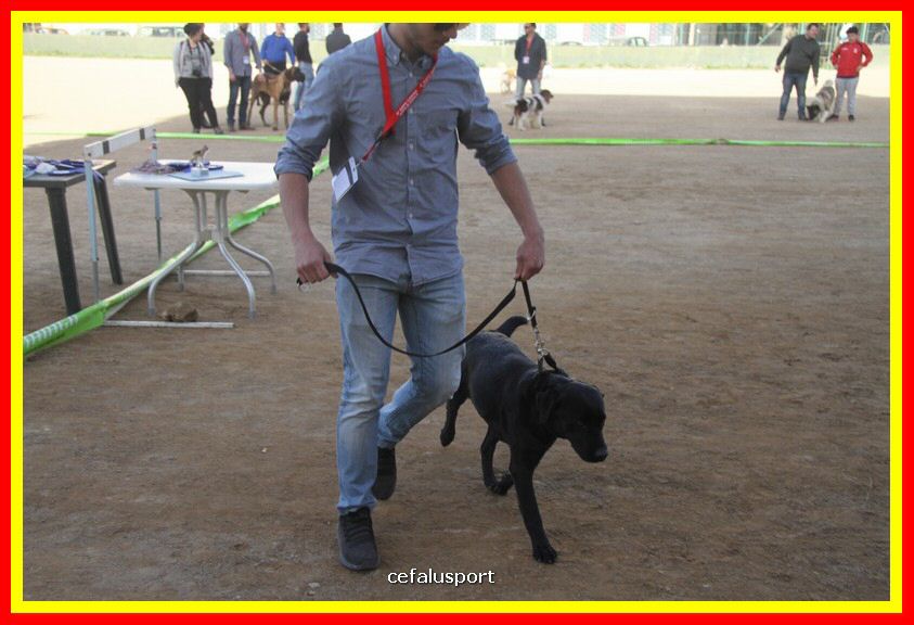 180311 mostra_canina 187.jpg